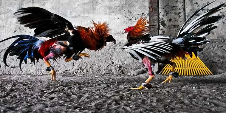Cách Chơi Đá Gà GA28 Tại QQ88 Chi Tiết Và Bí Quyết Thắng Lớn Cho Người Mới