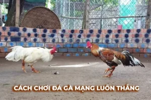 Hướng Dẫn Chi Tiết Cách Chơi Đá Gà Sabong Tại QQ88 Dành Cho Người Mới