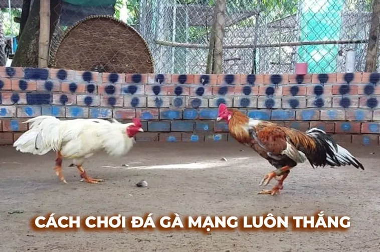 Hướng Dẫn Chi Tiết Cách Chơi Đá Gà Sabong Tại QQ88 Dành Cho Người Mới