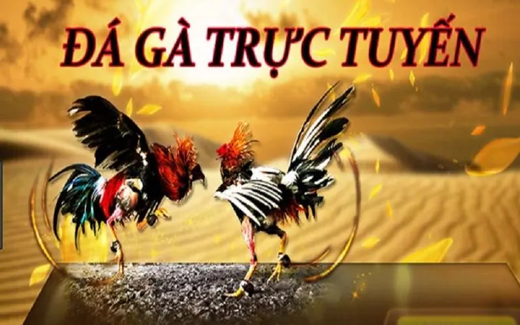 Khám Phá Đá Gà QQ88 Trực Tuyến Và Bí Quyết Chơi Hiệu Quả Dành Cho Người Mới